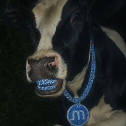 Memory cow Moo